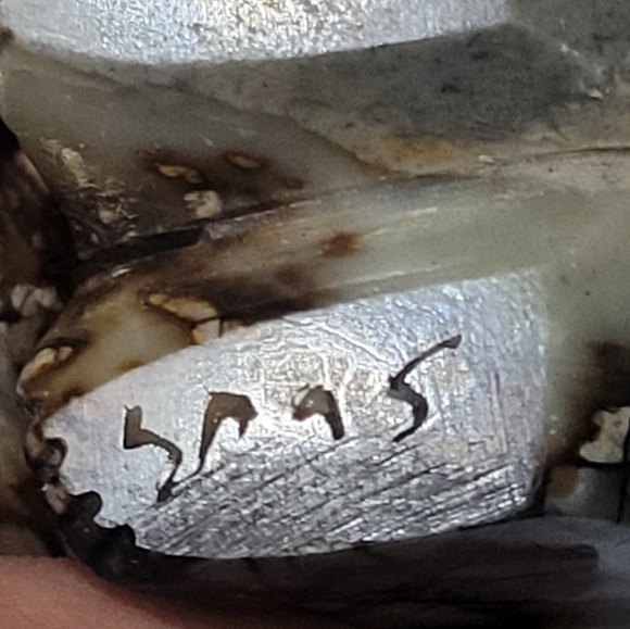 Vintage Native American Zuni Fetish Chunky Marble Onix Bear 2.25" Long - Signed. - Picture 7 of 7